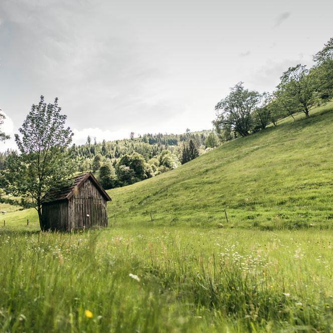 Tonbach Natur