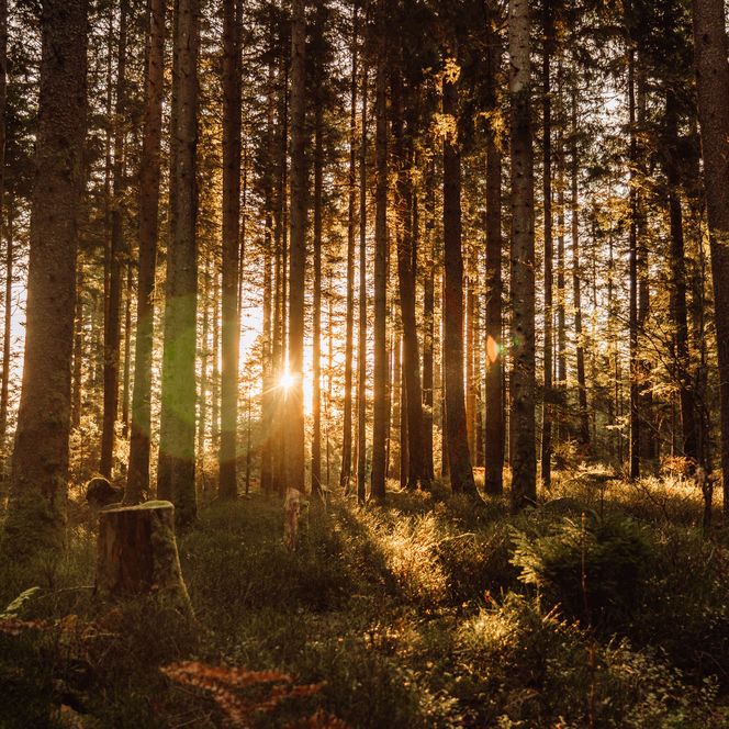 Wald Sonnenaufgang