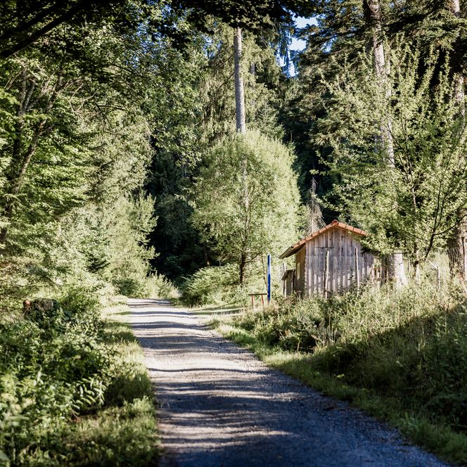 Ein heller Schotterweg führt durch dichten grünen Nadel- und Laubwald, rechts steht eine kleine verwitterte Holzhütte mit rotem Ziegeldach