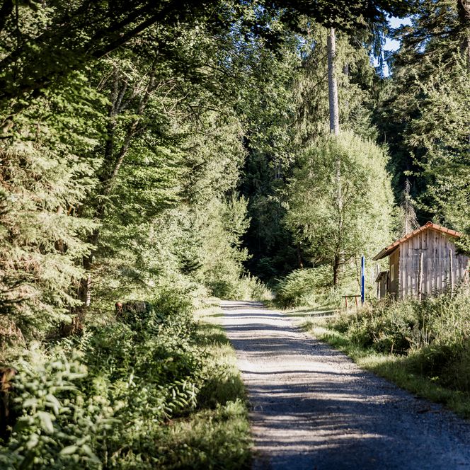 Ein heller Schotterweg führt durch dichten grünen Nadel- und Laubwald, rechts steht eine kleine verwitterte Holzhütte mit rotem Ziegeldach