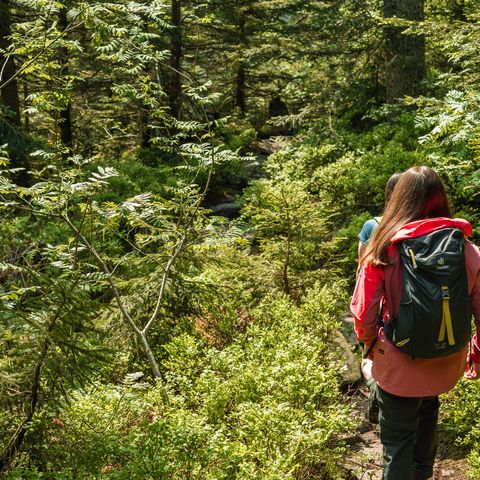 Eine Wanderin auf dem Pfad zum Wildsee in der Gemarkung Baiersbronn im Nationalpark Schwarzwald.