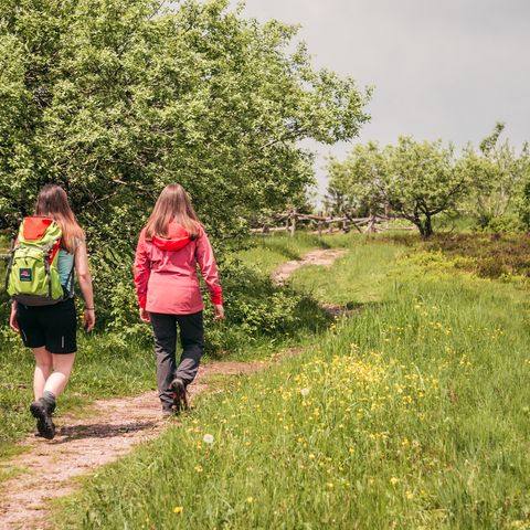 Wanderer unterwegs in der idyllischen Landschaft rund um den Schliffkopf im Nationalpark Schwarzwald.