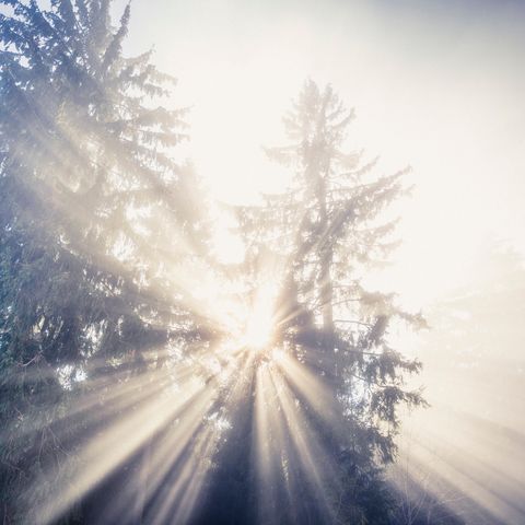 Sonnenstrahlen durchbrechen den Wald und lassen die Tannen erstrahlen.