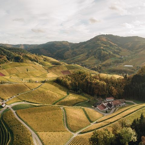 Blick auf die schöne hügelige Landschaft im Nationalpark Schwarzwald.