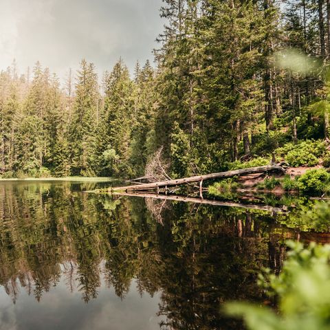 Auf dem Wildsee im Nationalpark Schwarzwald spiegelt sich der Wald im Wasser.