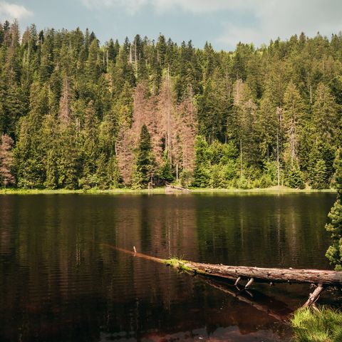 Blick auf den Wildsee, ein ursprünglicher Karsee inmitten des Nationalpark Schwarzwald. 