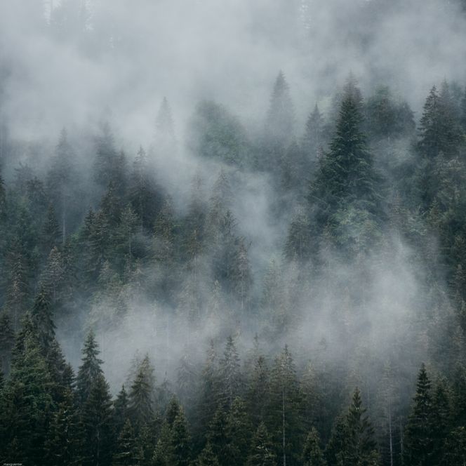 Sankenbachsee bei Nebel
