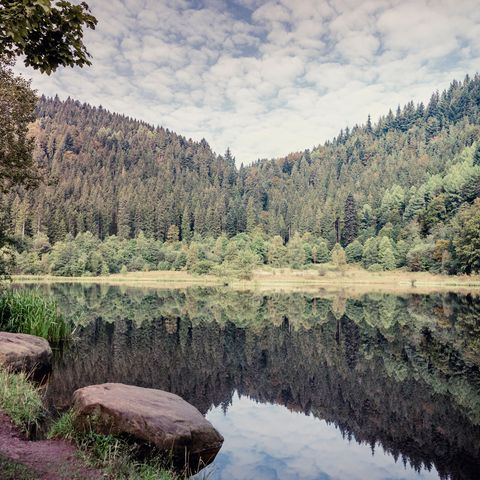 Zum Ellbachsee gibt es zahlreiche Wandermöglichkeiten. Der Ellbachsee ist ein Karsee auf der Gemarkung Baiersbronn.