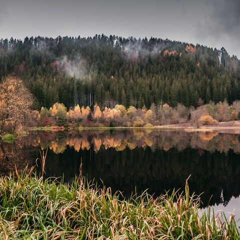 Blick auf den Sankenbachsee. Auf dem Wasser spiegelt sich der Wald in herbstlichen Farben.
