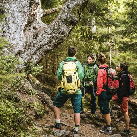 Eine Rangerin begleitet eine Wandergruppe auf ihrer Tour im Nationalpark Schwarzwald. 