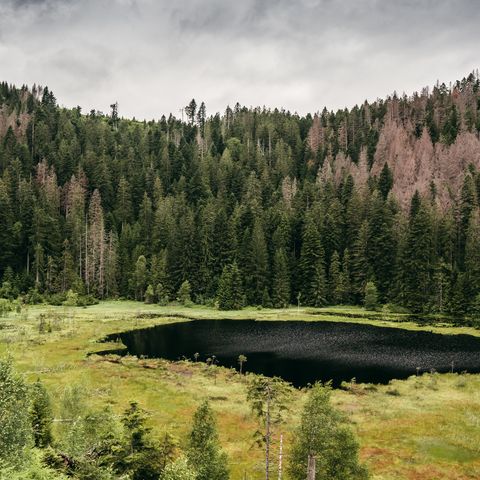 Mitten im Wald liegt idyllisch der Huzenbacher See, einer der Karseen rund um Baiersbronn.