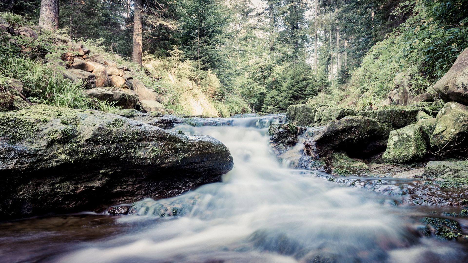 Idyllische Landschaft am Bachlauf mitten in guter Schwarzwaldluft. 