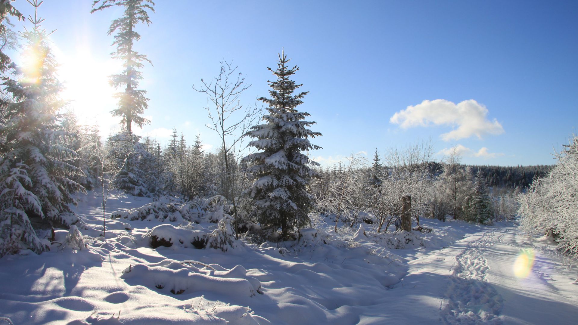 Tiefverschneite Tannen in wunderschöner sonniger Winterlandschaft auf der Schwarzwaldhochstraße.