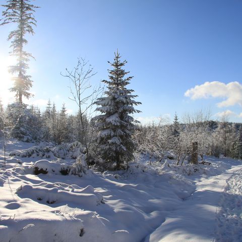 Tiefverschneite Tannen in wunderschöner sonniger Winterlandschaft auf der Schwarzwaldhochstraße.