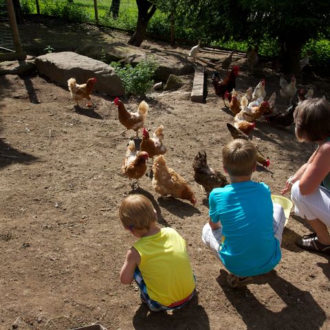 Kinder beim Füttern freilaufender Hühner.