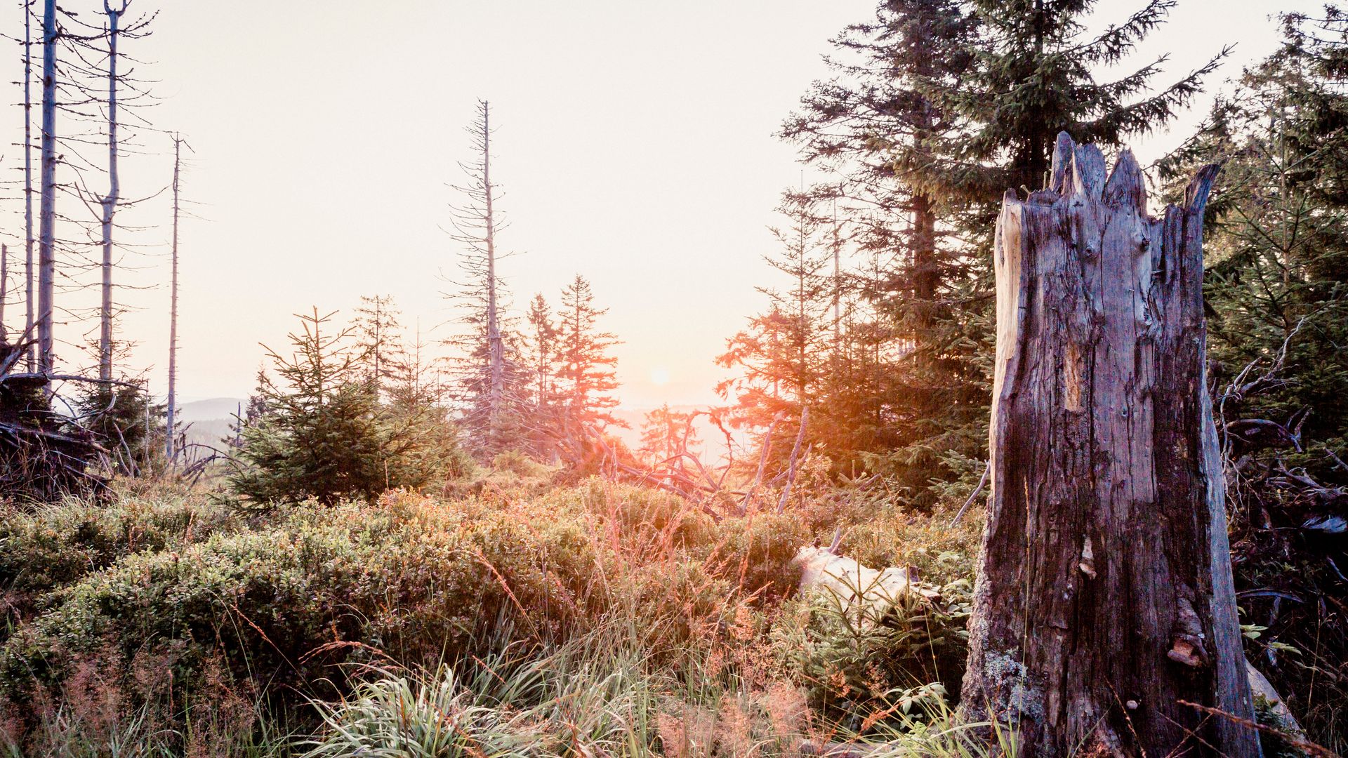 Naturbelassene Landschaft im Nationalpark Schwarzwald bei Sonnenuntergang.