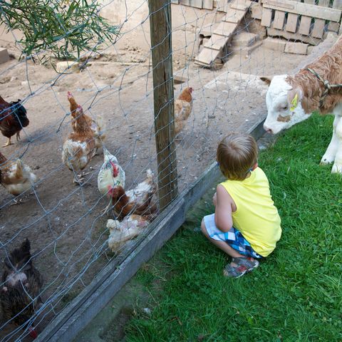 Auf dem Bauernhof entdecken Kinder ihre Liebe zur Natur und den Tieren.