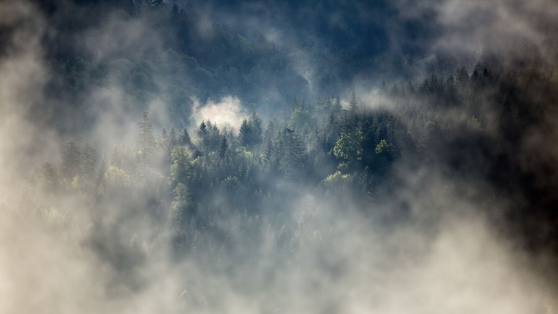 Blick auf den Nationalpark Schwarzwald im morgendlichen Nebel.