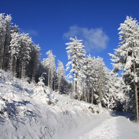 Ein verschneiter Winterwanderweg in herrlicher Winterlandschaft auf der Schwarzwaldhochstraße.