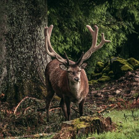Der Hirsch wird auch der König der Wälder genannt. Mit Glück sieht man ihn bei der Führung mit den Rangern im Nationalpark Schwarzwald.