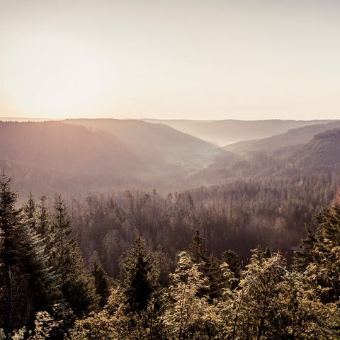 Schöner Panoramablick auf die Höhen der immergrünen Wälder des Schwarzwaldes. 