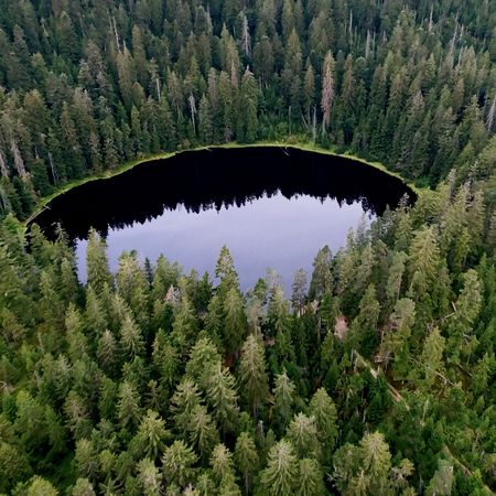 Blick auf den Ellbachsee im Nationalpark Schwarzwald von oben.