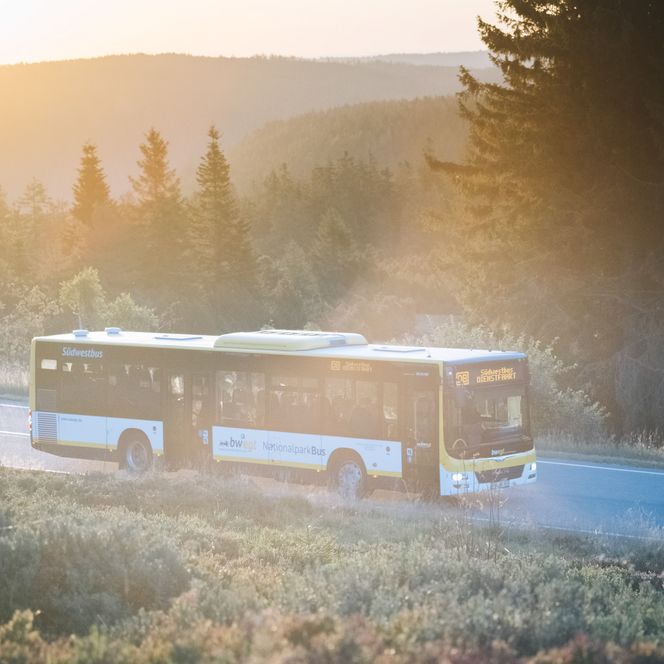 Der NationalparkBus fährt an Wiesen und Wäldern vorbei durch den Schwarzwald – freie Fahrt mit der KONUS-Gästekarte.