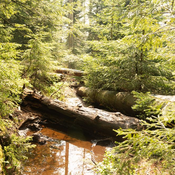Wanderung zum Wildsee