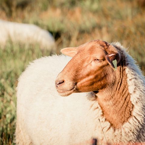 Zufriedene Schafe verweilen zum Grasen auf einer Weidefläche.