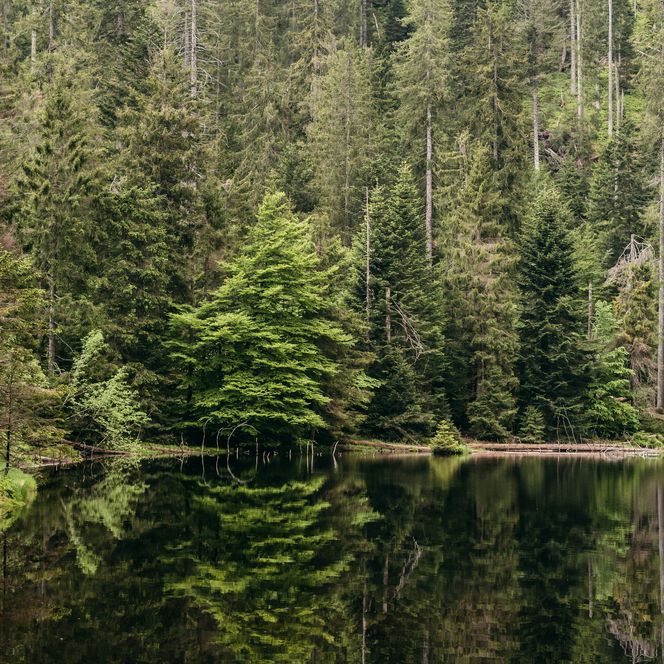 Wildsee